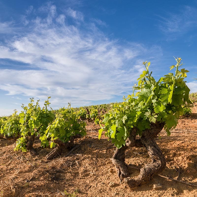 Vineyards gallery